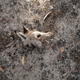 A kangaroo skull in the aftermath of the bush fires in Peak View, Australia.